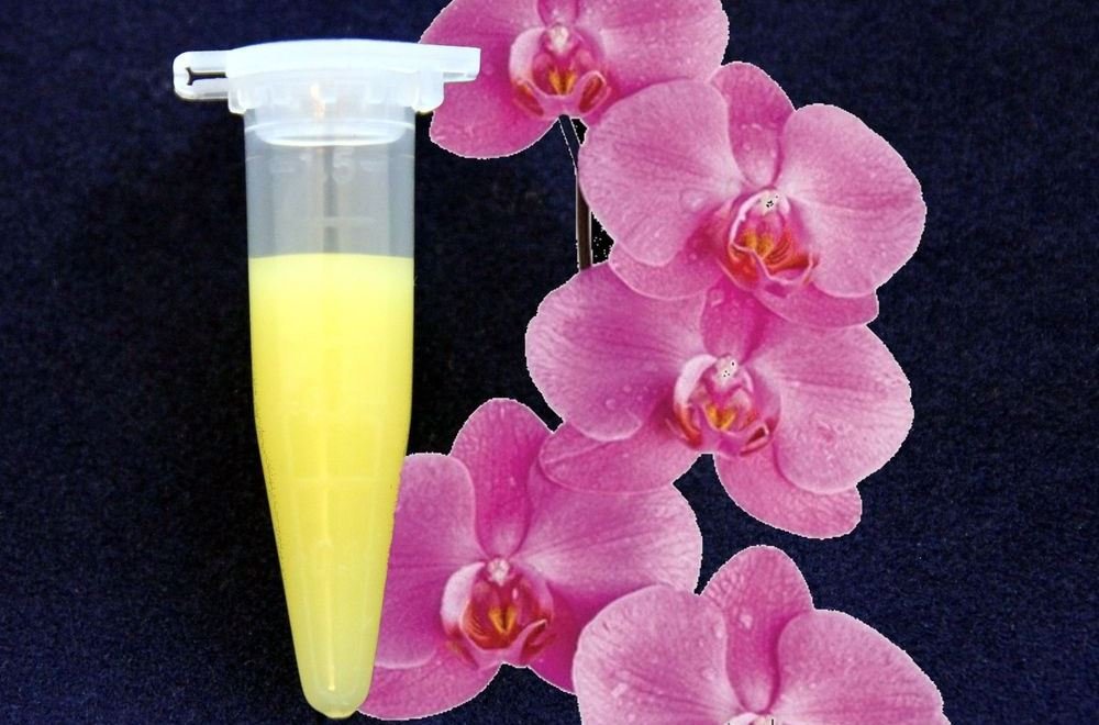 Почему орхидея не цветет, а растут только листья и корни: ошибки ухода и методы стимулирования﻿